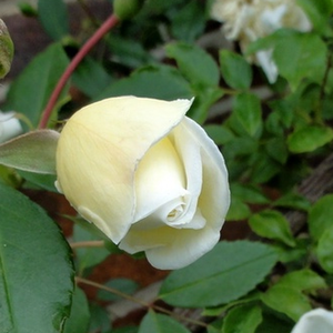Rosa Albéric Barbier - bela - Starinske vrtnice - Vrtnica vzpenjalka